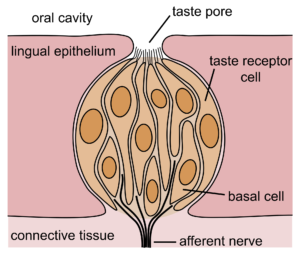 Taste vs smell