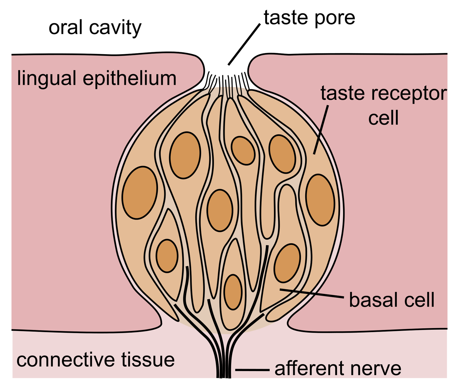 Taste Vs Smell - Sensory Symbiosis