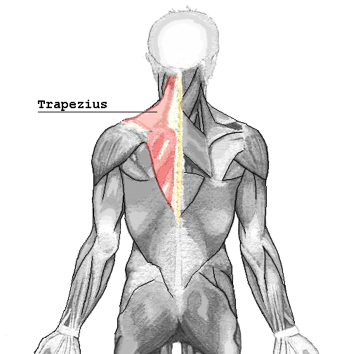 Does shoulder press work traps?